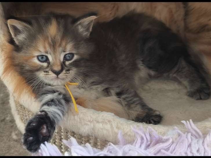 Chatons Sibérien à vendre