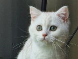 Chatonbe British Shorthair silver à vendre