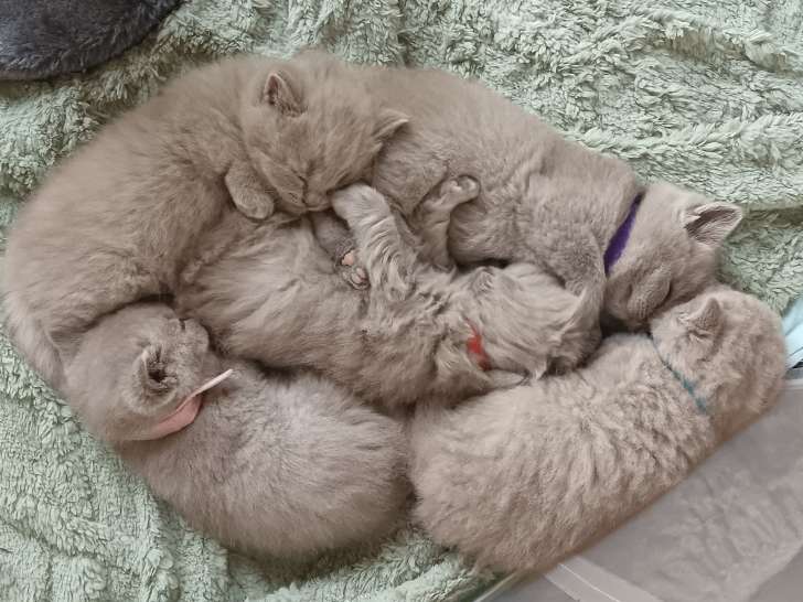 5 chatons British shorthair lilac LOOF à vendre