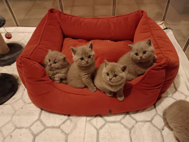 5 chatons British shorthair lilac LOOF à vendre
