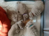 5 chatons British shorthair lilac LOOF à vendre
