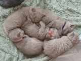 5 chatons British shorthair lilac LOOF à vendre