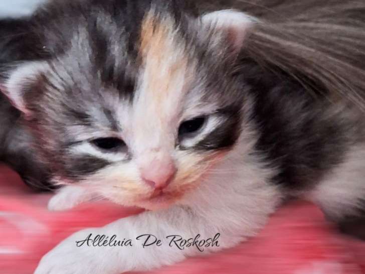 Chatons Sibériens traditionnels et néva à vendre