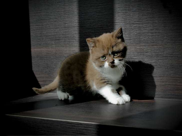 Arménie british shorthair femelle chocolat et blanc