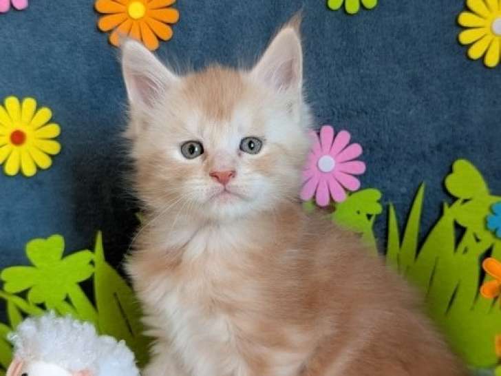 Superbes chatons Maine Coon LOOF à vendre