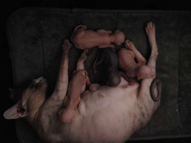 Chatons de race Sphynx à vendre (3 mâles)