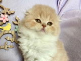 Chatons Highland Fold et Straight à réserver