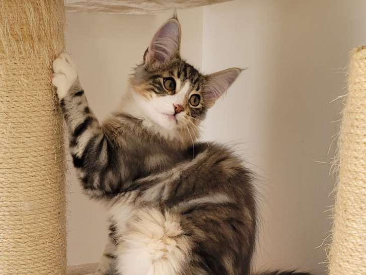 Chaton de race Norvégien mâle à vendre