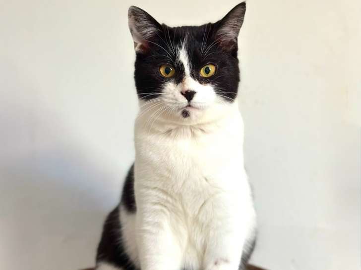 Lilou, chatte née en septembre 2024 à adopter