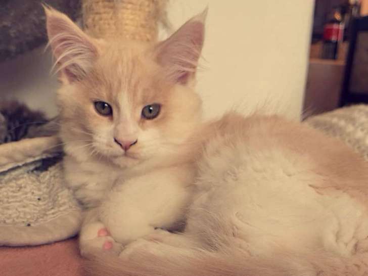 Chatonnes Maine Coon à vendre