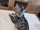 Willow superbe Bengal LOOF black silver