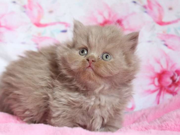 Chatons British Longhair disponibles