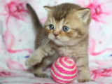 Chatonne British Shorthair disponible