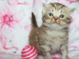 2 chatons British Shorthair disponibles