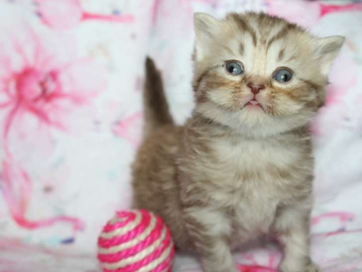 2 chatons British Shorthair disponibles