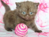2 chatons British Shorthair disponibles
