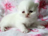 2 chatons British Shorthair disponibles