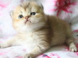 2 chatons British Shorthair disponibles