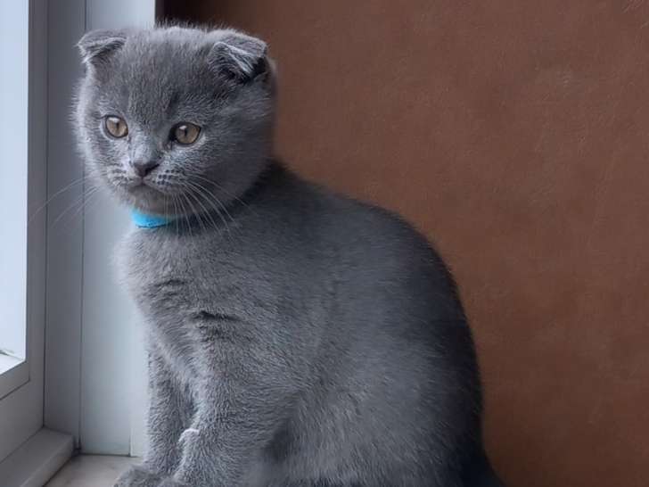 Chaton Scottish Fold à vendre