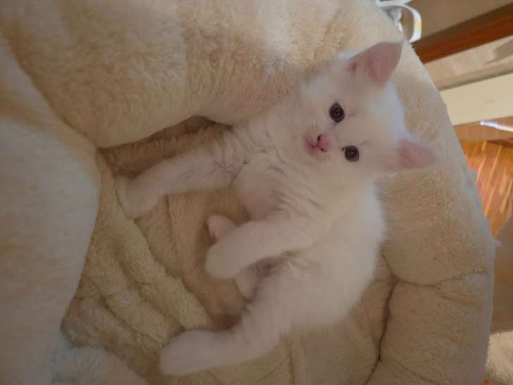 Magnifique chaton Sibérien neva masquerade LOOF à vendre