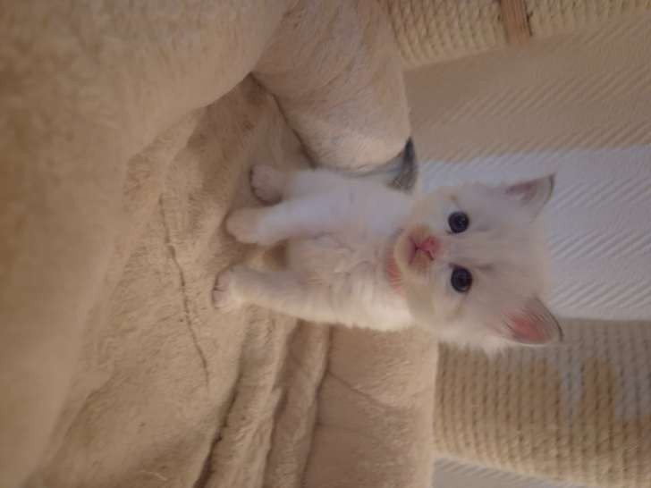 Magnifique chaton Sibérien neva masquerade LOOF à vendre