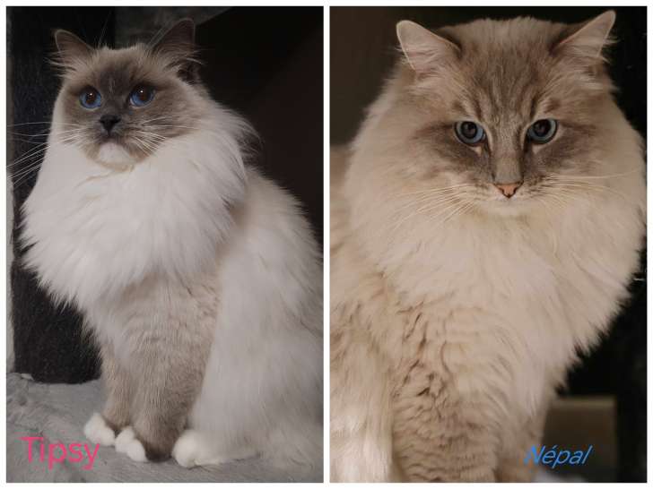 Chatons Ragdoll LOOF à vendre