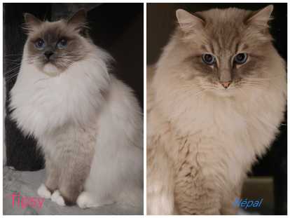 Chatons Ragdoll LOOF à vendre