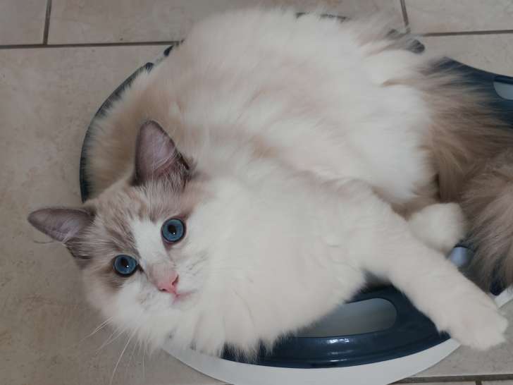 Ace est un chaton très sociable avec les humains mais encore plus avec les autres chats c'est un amour. Joueur et ronronneur avec un gros gabarit et une belle fourrure