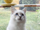 Altesse est une petite chipie qui adore jouer.aime les câlins. Petit gabarit car elle ne fait que jouée