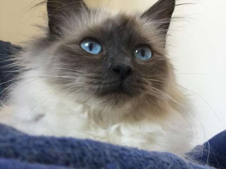 Chatons Birman croisés Sibérien à vendre