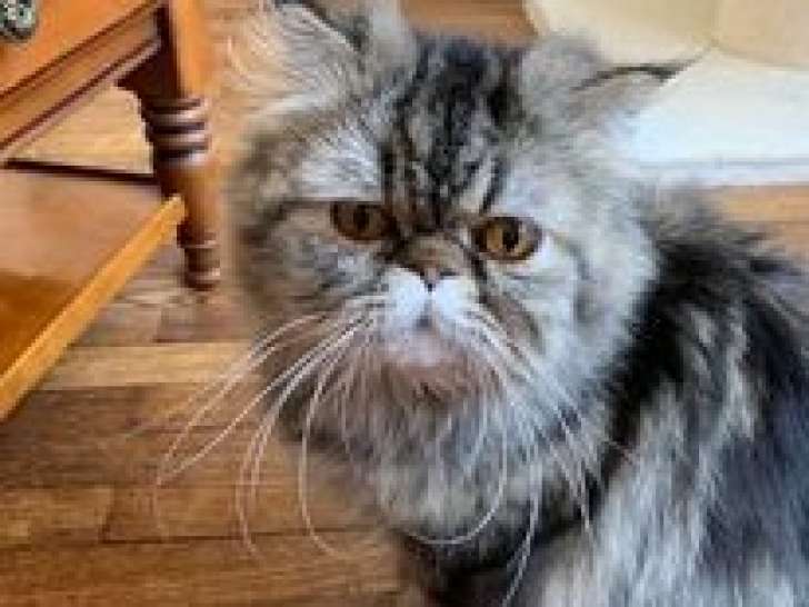 Chatons Persan croisés Sibérien à vendre