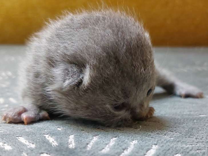 Chatons British Shorthair LOOF élevés en famille à vendre