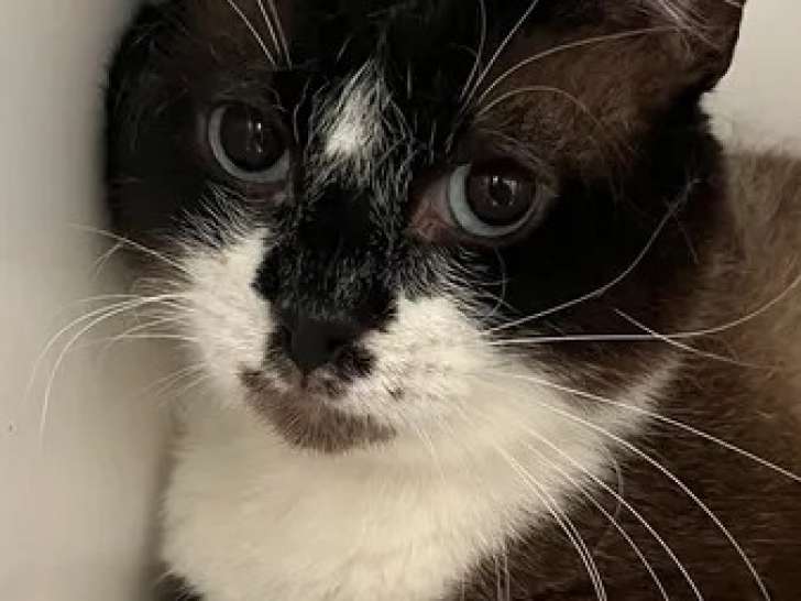 À adopter : chat âgé de 4 ans