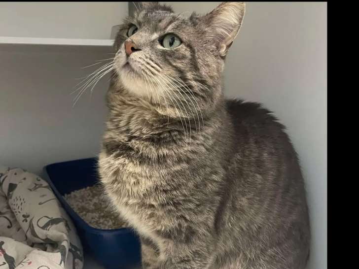 Disponible à l'adoption : chat tigré