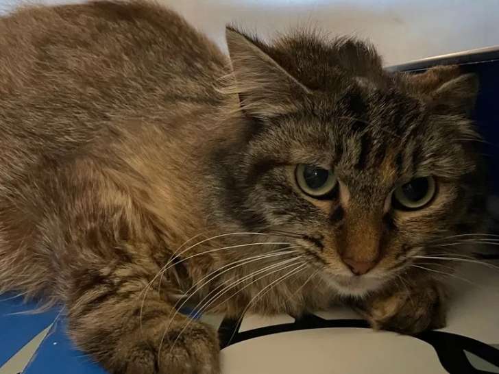En attente d'adoption : chatte d’un an