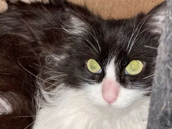 Prête pour l’adoption : chatte noire et blanche