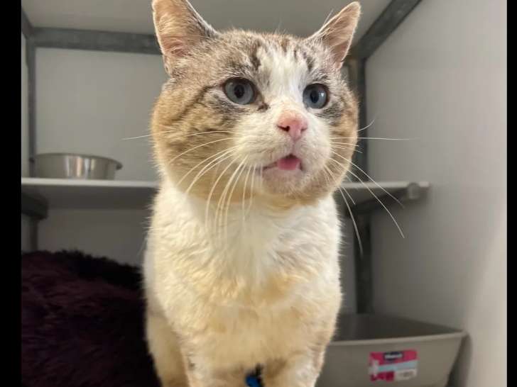 En attente d’une famille : chat âgé de 8 ans