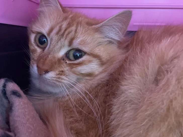 À accueillir : chatte rousse et blanche