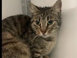 En quête d'un foyer : chatte tigrée