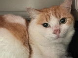 Adoption disponible : chat de 6 ans