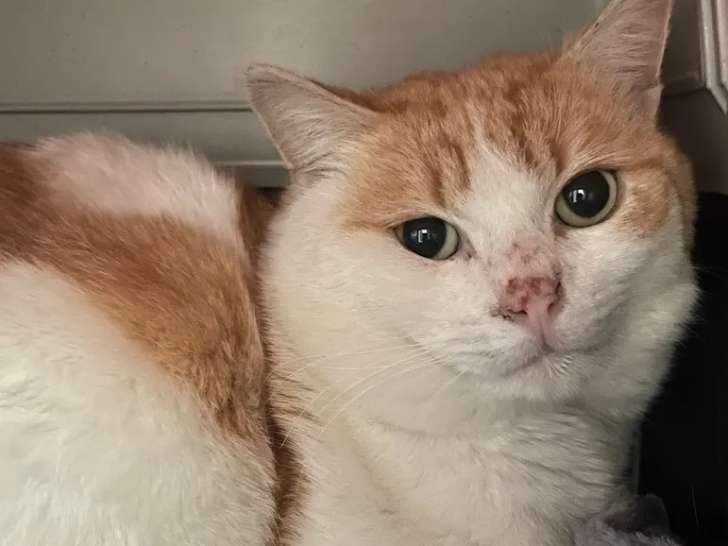 Adoption disponible : chat de 6 ans
