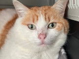 Adoption disponible : chat de 6 ans