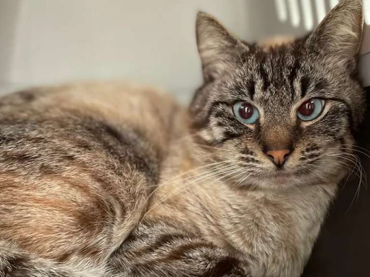 À la recherche d'une famille : chat d'un an