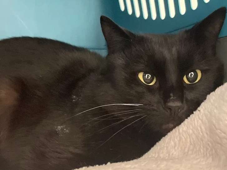 Chat noir à adopter