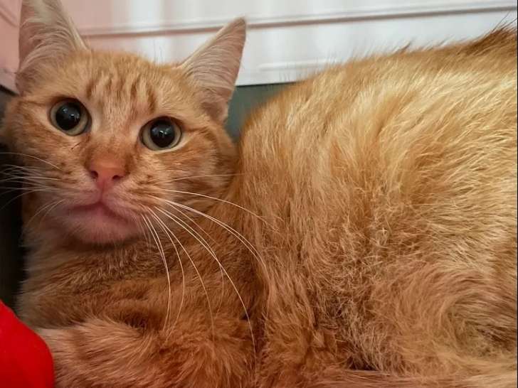 Chat de 2 ans disponible à l'adoption