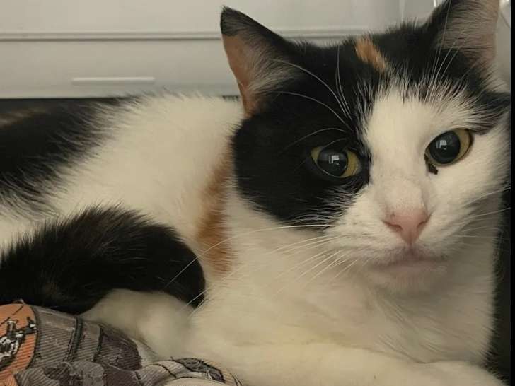 Chatte tricolore prête pour l’adoption