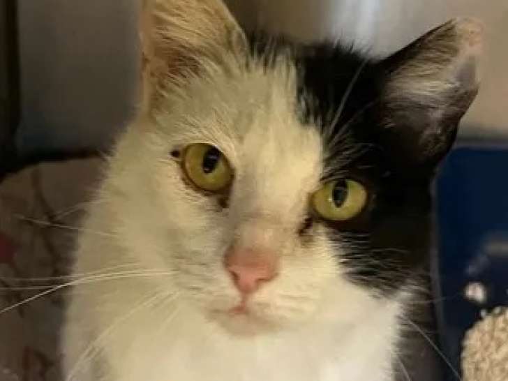Chatte noire et blanche en attente d'adoption