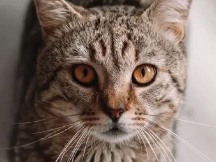 Chat tigré en attente d'un foyer