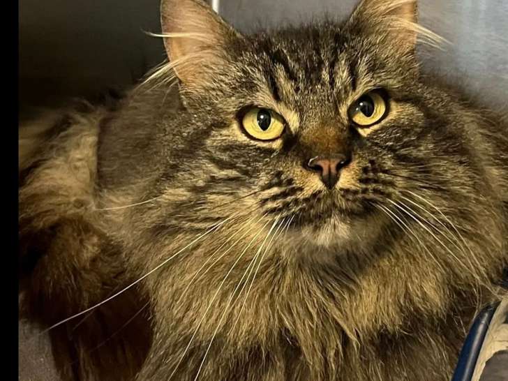 Chatte de 2 ans à accueillir