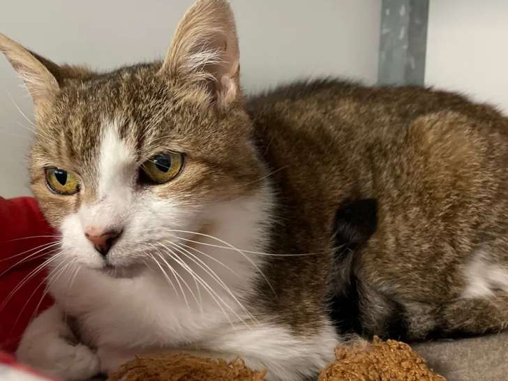 Chatte adulte en quête d'une famille